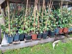 Hedera helix / Klimop - Grote Partij, Ophalen, Vaste plant, Bloeit niet, Halfschaduw