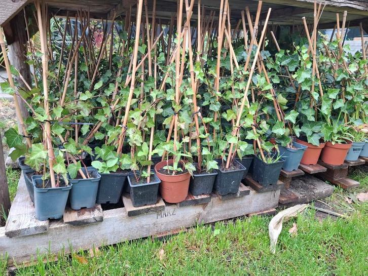 Hedera helix / Klimop - Grote Partij, Tuin en Terras, Planten | Tuinplanten, Vaste plant, Klimplanten, Halfschaduw, Bloeit niet