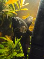 Maanvis zwart, Vis, Zoetwatervis