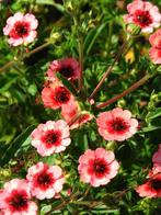 Zaden Potentilla nepalensis Miss Willmott, Verzenden, Volle zon