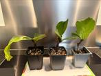 Vioolbladplant (Ficus lyrata) P:8cm/ H:14cm (3EUR each), Huis en Inrichting, Ophalen of Verzenden, Ficus, Minder dan 100 cm