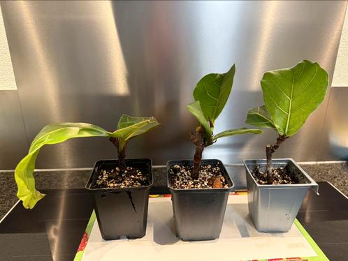 Vioolbladplant (Ficus lyrata) P:8cm/ H:14cm (3EUR each), Huis en Inrichting, Kamerplanten, Ficus, Minder dan 100 cm, Ophalen of Verzenden
