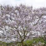 Anna Paulownaboom  Paulownia tomentosa- keizersboom 5x CO2, Tuin en Terras, Planten | Bomen, Minder dan 100 cm, Zomer, Volle zon