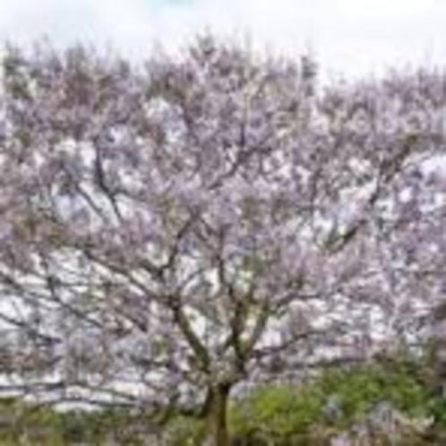 Anna Paulownaboom  Paulownia tomentosa- keizersboom 5x CO2, Tuin en Terras, Planten | Bomen, Overige soorten, Minder dan 100 cm