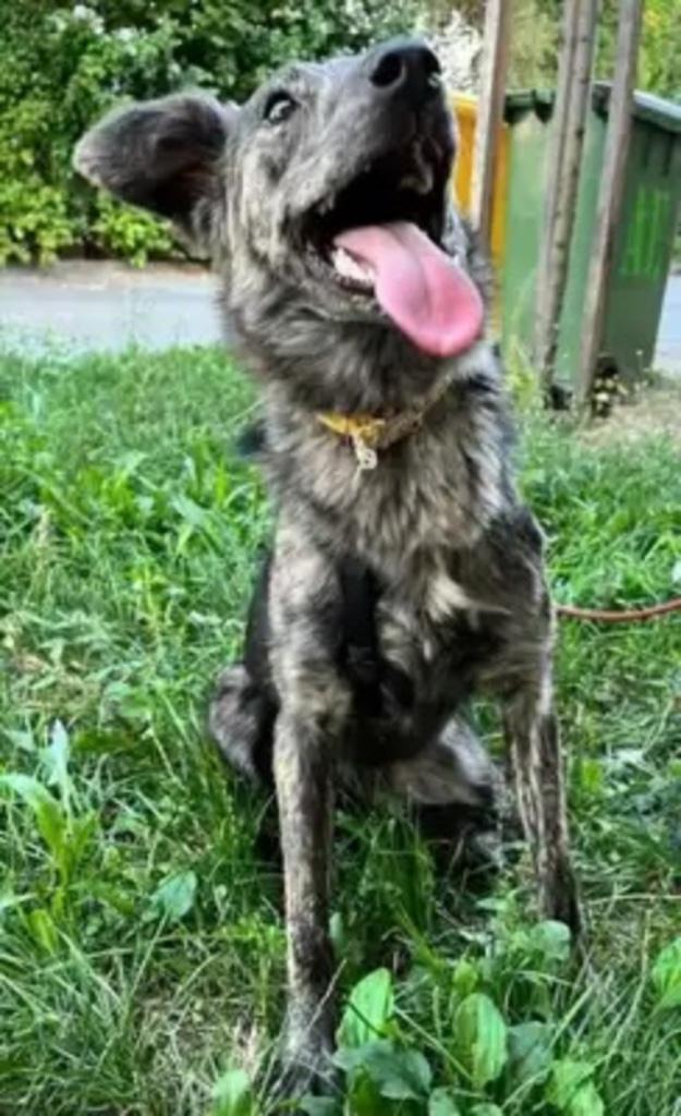 ZEER URENT SONYA KLEIN MIDDELMAATJE WIL LIEFDE EN WARMTE, Dieren en Toebehoren, Honden | Niet-rashonden, Middel, Teef, Particulier