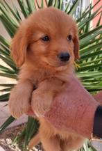 Laatste pup ( reu) Nova Scotia Duck Tolling Retriever, Dieren en Toebehoren, Honden | Retrievers, Spaniëls en Waterhonden, Fokker | Hobbymatig