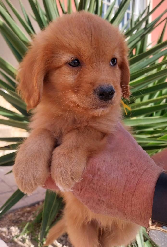 Laatste pup ( reu) Nova Scotia Duck Tolling Retriever, Dieren en Toebehoren, Honden | Retrievers, Spaniëls en Waterhonden, Reu