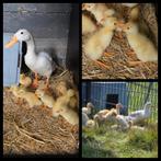 Loopeenden wit superleuk!, Dieren en Toebehoren, Pluimvee, Meerdere dieren, Eend