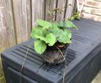 Aardbeienplant, Ophalen, Volle zon, Vaste plant, Fruitplanten