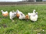 Jonge tamme zijdehoen kriel kippen, gesekst en ingeënt, Dieren en Toebehoren, Vrouwelijk, Kip