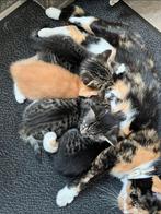 Lieve kittens, Dieren en Toebehoren, Katten en Kittens | Overige Katten, Meerdere dieren