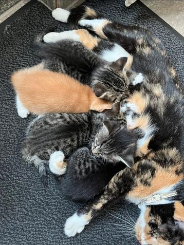 Lieve kittens beschikbaar voor biedingen