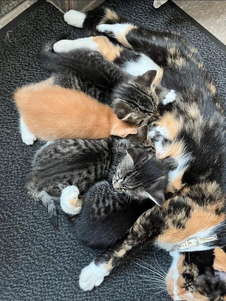Lieve kittens, Dieren en Toebehoren, Katten en Kittens | Overige Katten, Meerdere dieren