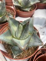 Cactus Agave Pumila potmaat 10,5 cm, Ophalen of Verzenden, Minder dan 100 cm, Volle zon, In pot