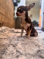 Mini teacup chihuahua choco tan, Particulier, Rabiës (hondsdolheid), 8 tot 15 weken, Buitenland