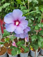 Hibiscus op stam nu €14.99, Ophalen of Verzenden, Overige soorten, Volle zon