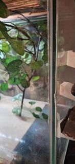 Terrarium  L 190, XH 40 D 40 cm.3, Dieren en Toebehoren, Ophalen of Verzenden, Gebruikt