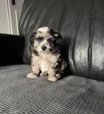 Maltipoo pups f1 prachtige lieve pups, Dieren en Toebehoren, Overige rassen, 8 tot 15 weken, CDV (hondenziekte), Meerdere