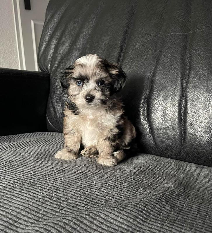 Maltipoo pups f1 prachtige lieve pups, Dieren en Toebehoren, Honden | Chihuahua's en Gezelschapshonden, Meerdere dieren, Overige rassen