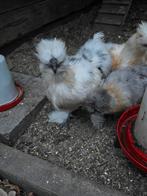 Zijdehoenhaan, Dieren en Toebehoren, Mannelijk, Kip