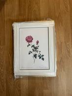 Botanische Roos Kunstprint Ingelijst - Redouté Stijl, Ophalen of Verzenden