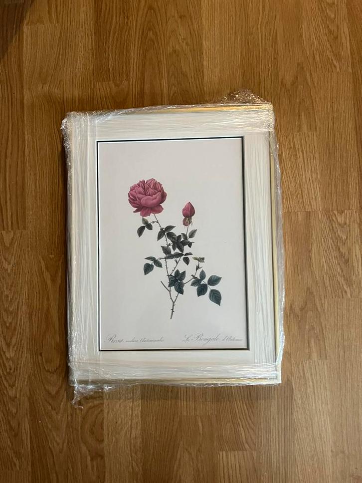 Botanische Roos Kunstprint Ingelijst - Redouté Stijl, Antiek en Kunst, Kunst | Tekeningen en Foto's, Ophalen of Verzenden