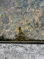 Zuurstofplanten waterplanten vijver, Tuin en Terras, Ophalen