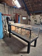 Cavia's + verblijf, Cavia, April, Meerdere dieren, Tam
