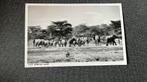 Olifanten Oost Africa, Ophalen of Verzenden, 1940 tot 1960, Ongelopen, Wild dier