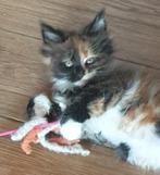 Maine coon kittens met stamboom, Dieren en Toebehoren, Katten en Kittens | Raskatten | Langhaar, Meerdere dieren, Gechipt