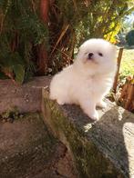 Pomeriaan pups pomeriaan, Dieren en Toebehoren, Particulier, 8 tot 15 weken, Buitenland, Teef