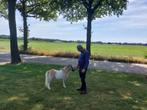 Prachtig miniatuur paardje, Dieren en Toebehoren, Pony's, Niet van toepassing, 0 tot 2 jaar, Hengst, A pony (tot 1.17m)