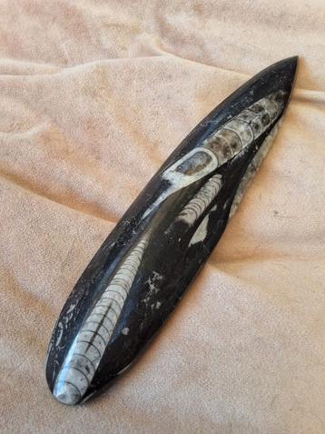 Orthoceras Fossiel Gepolijst 21cm beschikbaar voor biedingen