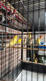 Kanarie, Dieren en Toebehoren, Vogels | Kanaries, Meerdere dieren, Zangkanarie