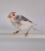 bonte barmsijzen gezocht, Dieren en Toebehoren, Vogels | Overige Vogels, Meerdere dieren, Wildzangvogel, Geringd