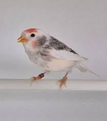 bonte barmsijzen gezocht, Dieren en Toebehoren, Vogels | Overige Vogels, Wildzangvogel, Meerdere dieren, Geringd