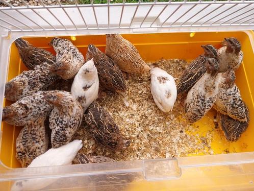 Mooie japanse kwartel haantjes, Dieren en Toebehoren, Pluimvee, Overige soorten, Mannelijk