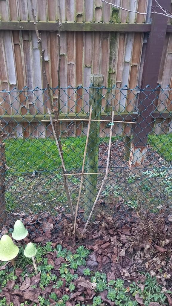 Mooie jonge leipeer, Tuin en Terras, Ophalen, Volle zon, Vaste plant, Fruitplanten