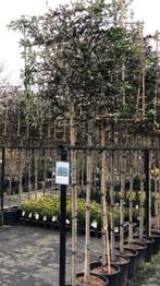 lei steeneik quercus ilex 320 cm hoog stam 9-12 in pot, Tuin en Terras, Planten | Bomen, Ophalen, In pot, Halfschaduw