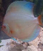 Bleu diamond discus Aziatisch man, Vis