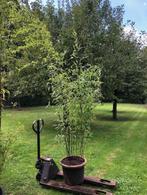 Zwarte bamboe ( stelen ) struik , 4 meter hoog . staat in d, Tuin en Terras, Planten | Struiken en Hagen, Ophalen, Bamboe, Struik