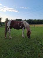 leuke bonte merrie, Dieren en Toebehoren, Paarden, Merrie, Minder dan 160 cm, Gechipt, Zadelmak