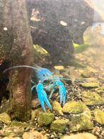 Blauwe Florida kreeft, Dieren en Toebehoren, Vis