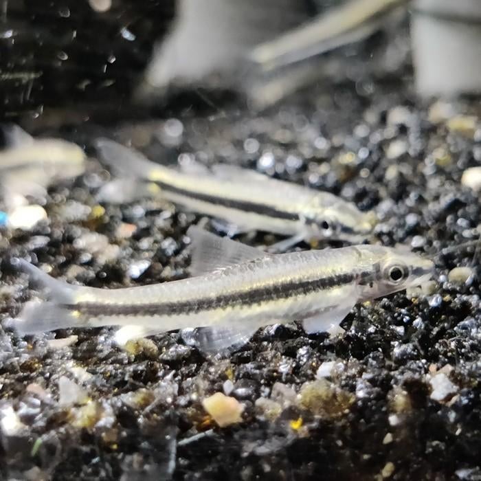 Crossocheilus siamensis, Dieren en Toebehoren, Vis
