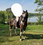Knappe 9 jarige D pony, Dieren en Toebehoren, Pony's, Ruin, D pony (1.37m tot 1.48m), Recreatiepony, 7 tot 10 jaar