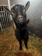 Dekbok dwerggeit, Mannelijk, Geit