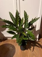 Calathea Rufibarba – A Velvet-Textured Tropical Beauty, Huis en Inrichting, Kamerplanten, Ophalen, Overige soorten, Minder dan 100 cm