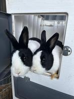 Hollander konijnen, Dieren en Toebehoren, Konijnen, Meerdere dieren, Middelgroot, 3 tot 5 jaar