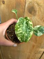 Monstera thai constellation plant variegata cream creme mint, Huis en Inrichting, Ophalen of Verzenden, Halfschaduw, Minder dan 100 cm