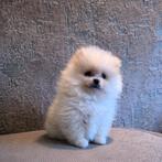 Super mooie bearface pomeranian/pomeriaan reutje te koop, Dieren en Toebehoren, Keeshond, Reu, 8 tot 15 weken, Parvo